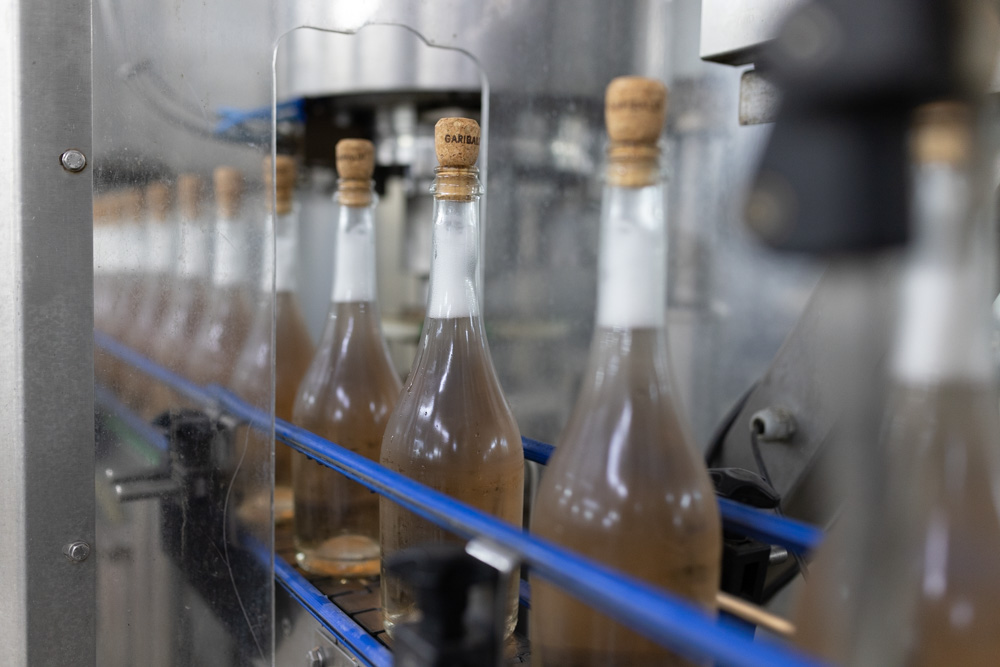 Cooperativa Vinícola Garibaldi participa de iniciativa pioneira na Serra Gaúcha ligada a práticas ESG - Crédito: Augusto Tomasi