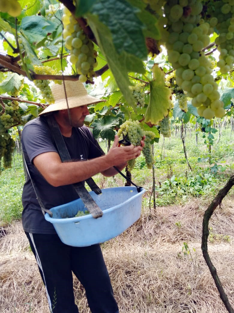 No Dia do Colono, Giovani Giovanaz, associado a Cooperativa Vinícola Garibaldi, exemplifica o reconhecimento do ofício - Crédito: Acervo pessoal No Dia do Colono, Giovani Giovanaz, associado a Cooperativa Vinícola Garibaldi, exemplifica o reconhecimento do ofício - Crédito: Acervo pessoal