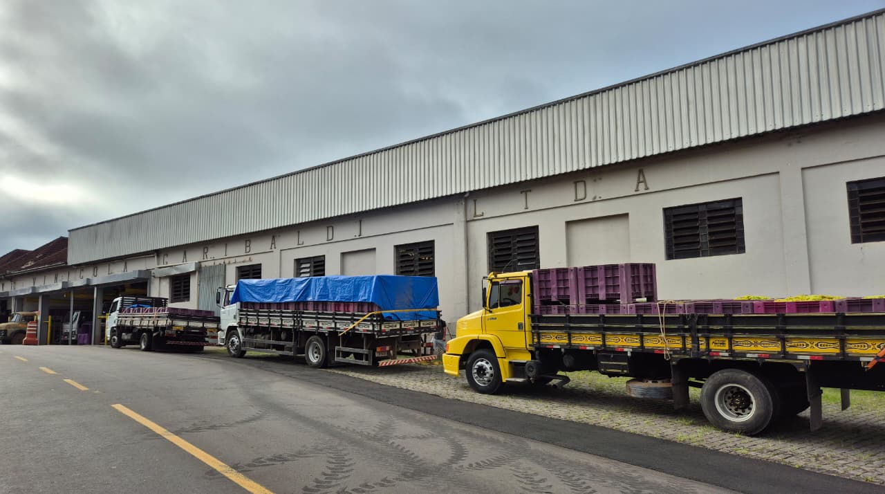 Cooperativa Vinícola Garibaldi está recebendo primeiras uvas da safra 2026 - Crédito: André Luís Rech